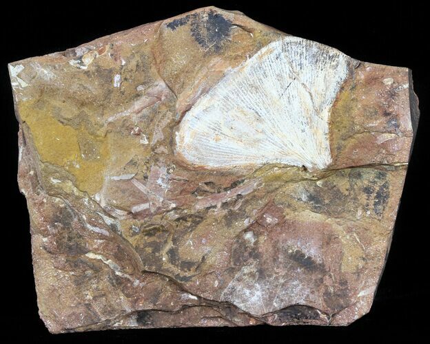 Fossil Ginkgo Leaf With Fossils On Back - Paleocene #58977